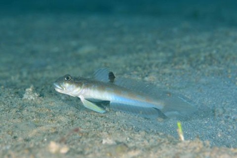 ゼータサルハゼ