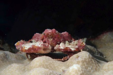 ヒシガニ科の1種