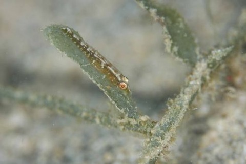 ウミショウブハゼ属の1種