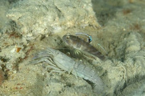 カスリハゼ属の1種