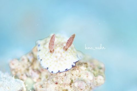 コモンウミウシ