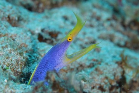 ハナヒゲウツボ