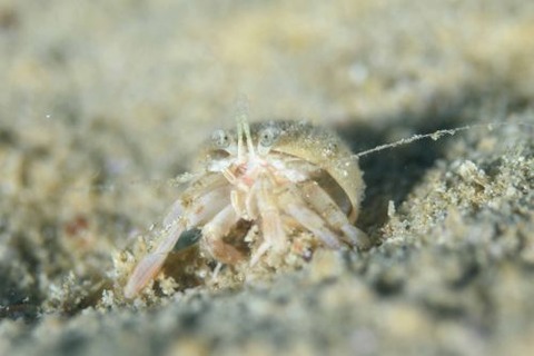 ゼンマイヤドカリ属の1種