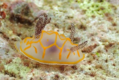 キスジカンテンウミウシ