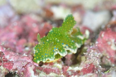 ヨセナミウミウシ