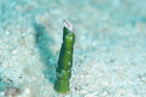 ハナグロイソハゼ