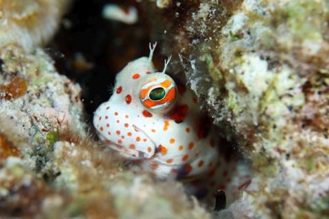 モンツキカエルウオ