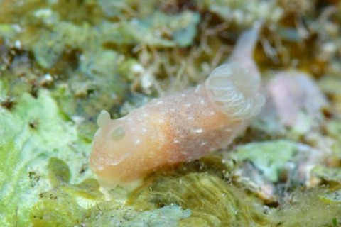 キヌハダウミウシ属の1種