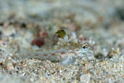 ツマグロサンカクハゼ