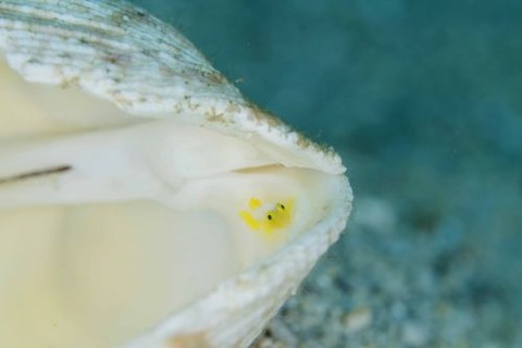 ナカモトイロワケハゼ