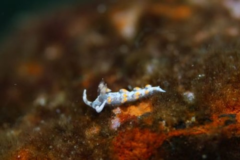 ケラマミノウミウシ