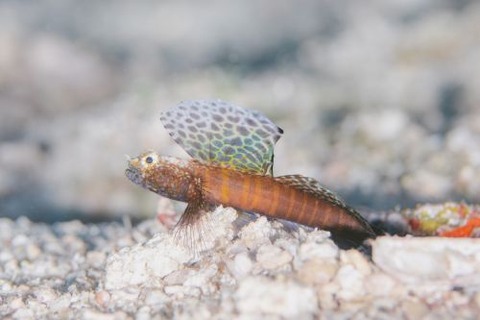 ホタテツノハゼ