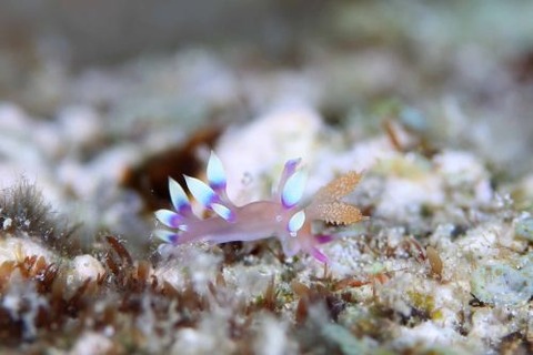 アデヤカミノウミウシ