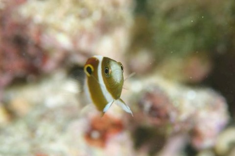 ダンダラスズメダイ