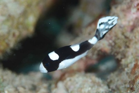 アジアコショウダイ