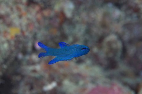 ツバメタナバタウオ