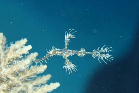 ニシキフウライウオ