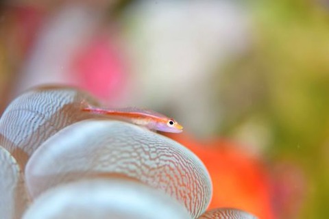 アカスジウミタケハゼ