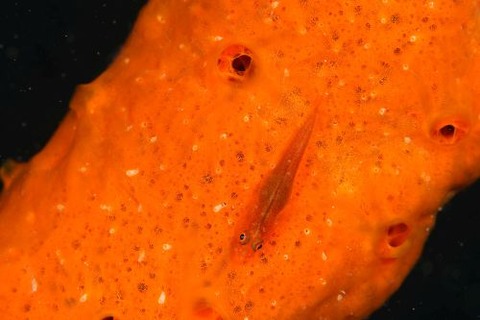 セボシウミタケハゼ