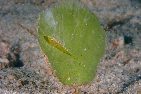 ウミショウブハゼ属の1種