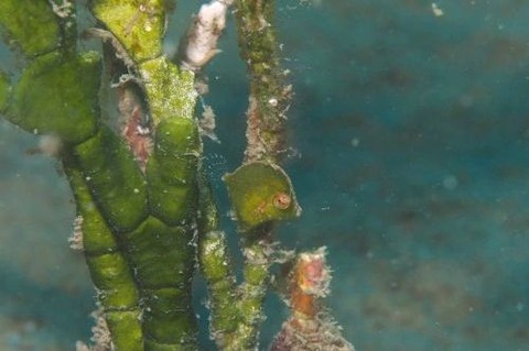 セダカカワハギ