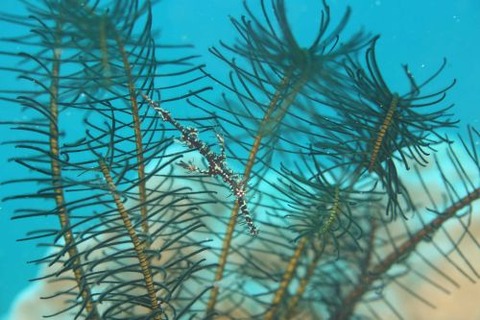 ニシキフウライウオ