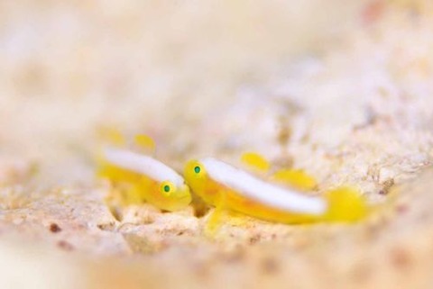 ナカモトイロワケハゼ