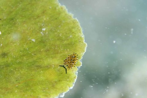 イリオモテモウミウシ