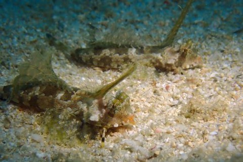 イッポンテグリ