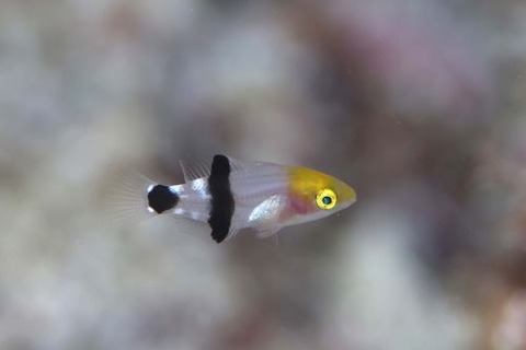 ヒレグロベラ
