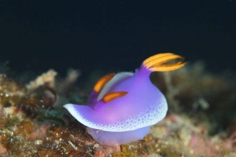 シンデレラウミウシ