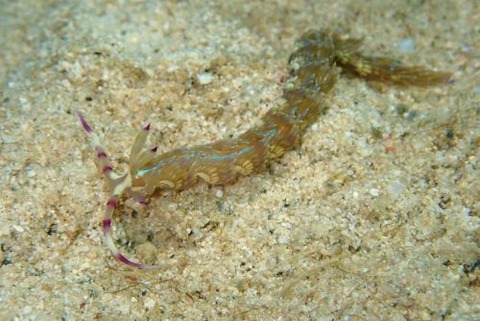 ムカデミノウミウシ