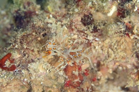 トゲツノメエビ