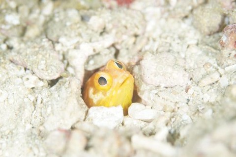 ホシカゲアゴアマダイ