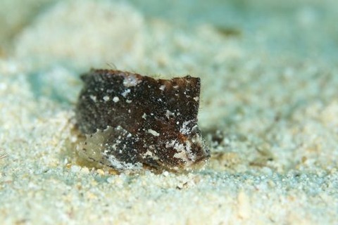 Acanthosphex leurynnis