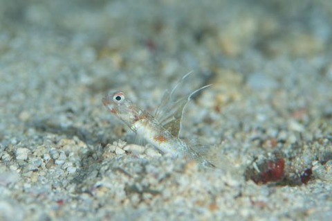 オニハゼ属の1種