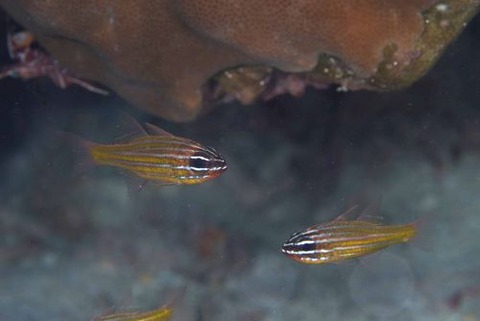 キンセンイシモチ