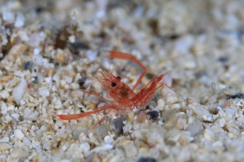 シノノメスベスベオトヒメエビ