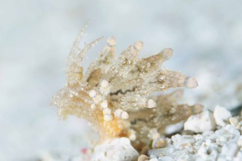 ホリミノウミウシ属の1種