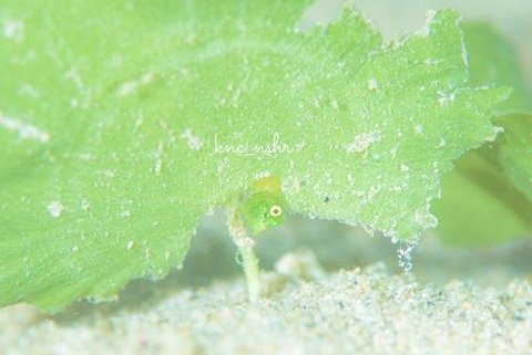 セダカカワハギ