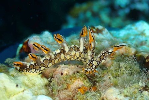 ヒオドシユビウミウシ