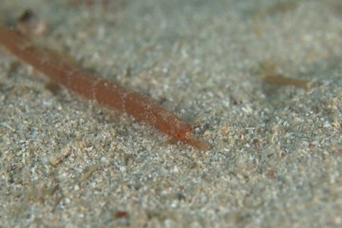 ヨウジウオ科の1種