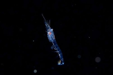 刺激的な水中生物