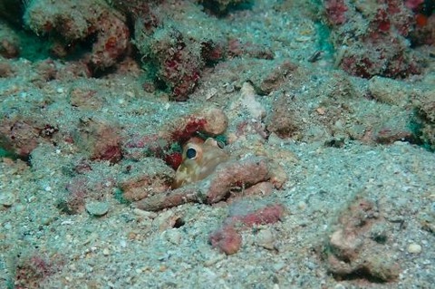 ホシカゲアゴアマダイ