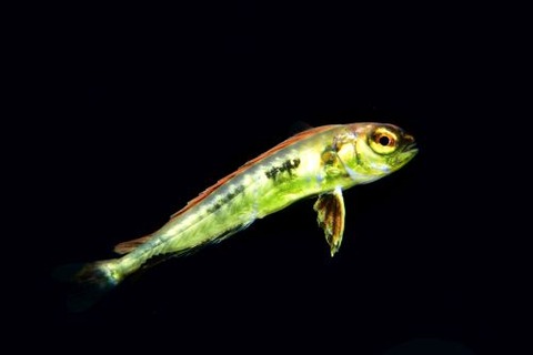 刺激的な水中生物