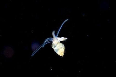 刺激的な水中生物