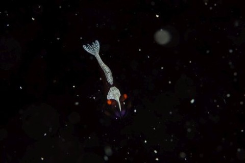 ウミウシカクレエビ