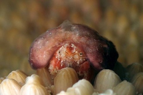 カイカムリ科の1種