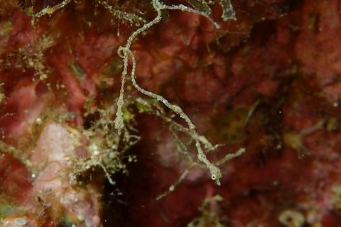 キオネミクティス・ルメンガニィ