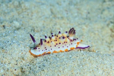 レンゲウミウシ